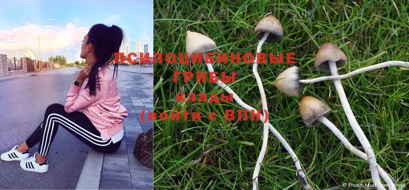 ОМГ ОМГ ссылки  Ковдор  Псилоцибиновые грибы MAGIC MUSHROOMS  где можно купить  